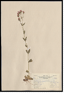 Centaurium erythraea Rafn subsp. erythraea