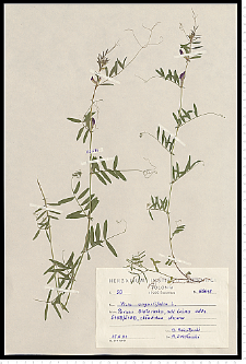 Vicia angustifolia L.