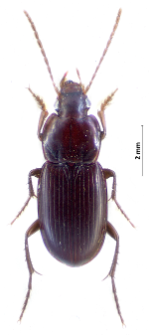 Platyderus rufus (Duftschmid, 1812)