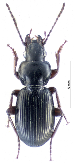 Pterostichus rufitarsis (Dejean, 1828)