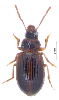 Bradycellus csikii (Laczó, 1912)