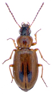 Dicheirotrichus rufithorax (C.R. Sahlberg, 1827)