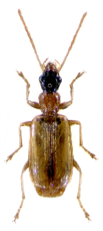 Demetrias atricapillus (Linnaeus, 1758)