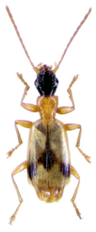 Demetrias imperialis (Germar, 1823b)