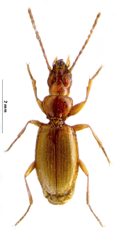 Duvalius microphthalmus (L. Miller, 1859)