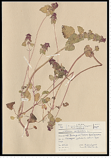 Lamium purpureum L.