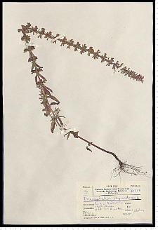 Dracocephalum thymiflorum L.