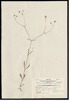Valerianella dentata (L.) Pollich