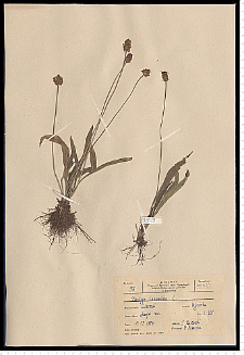 Plantago lanceolata L.