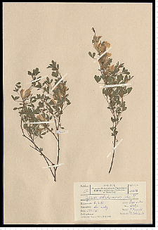 Cytisus ratisbonensis Schaeff.