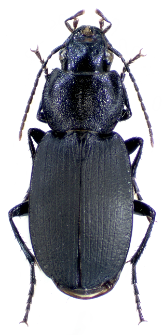 Licinus depressus (Paykull, 1790)