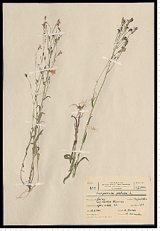 Campanula patula L.