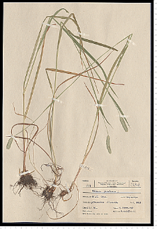 Phleum pratense L.