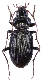 Nebria brevicollis (Fabricius, 1792)