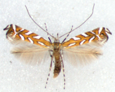 Dialectica imperialella (Zeller, 1847)