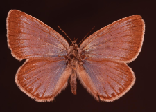 Polyommatus amandus (Schneider, 1792)