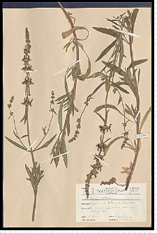 Stachys recta L.