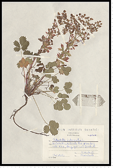 Potentilla intermedia L. non Wahlenb.