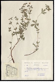 Potentilla intermedia L. non Wahlenb.