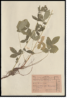 Potentilla norvegica L.