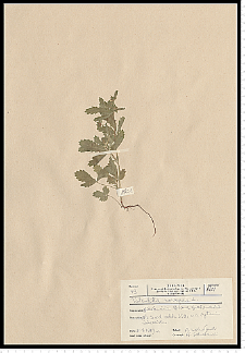 Potentilla norvegica L.