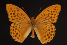 Argynnis paphia (Linnaeus, 1758)