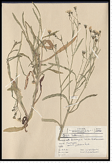 Crepis tectorum L.