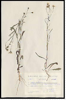 Crepis tectorum L.