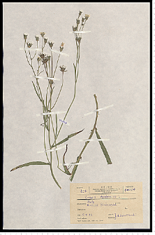 Crepis tectorum L.