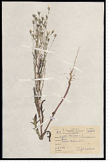 Crepis tectorum L.