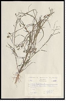 Crepis tectorum L.