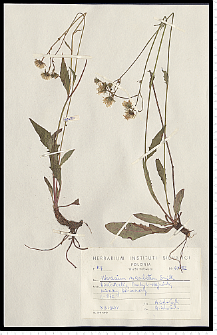 Hieracium maculatum Schrank