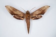 Xylophanes aglaor