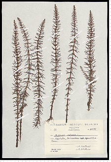 Hippuris vulgaris L.