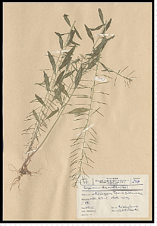 Erysimum cheiranthoides L.