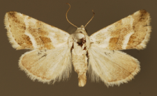 Eublemma minutata (Fabricius, 1794)