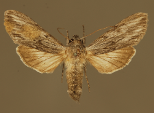 Cucullia lactucae (Denis & Schiffermüller, 1775)