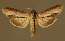 Cucullia asteris (Denis & Schiffermüller, 1775)