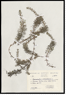 Myriophyllum verticillatum L.