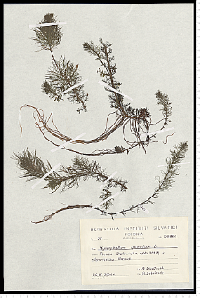 Myriophyllum spicatum L.