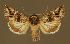 Calophasia lunula (Hufnagel, 1766)