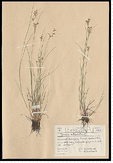 Juncus articulatus L. em. K. Richt.