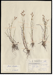 Juncus articulatus L. em. K. Richt.