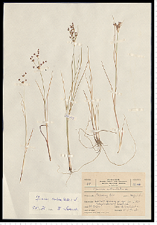 Juncus articulatus L. em. K. Richt.