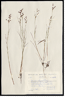 Juncus articulatus L. em. K. Richt.