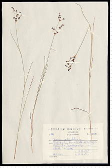 Juncus articulatus L. em. K. Richt.