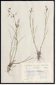 Juncus articulatus L. em. K. Richt.