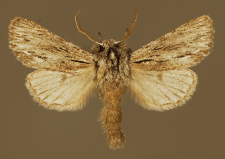 Asteroscopus sphinx (Hufnagel, 1766)