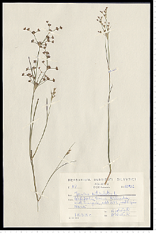 Juncus articulatus L. em. K. Richt.