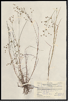 Juncus articulatus L. em. K. Richt.